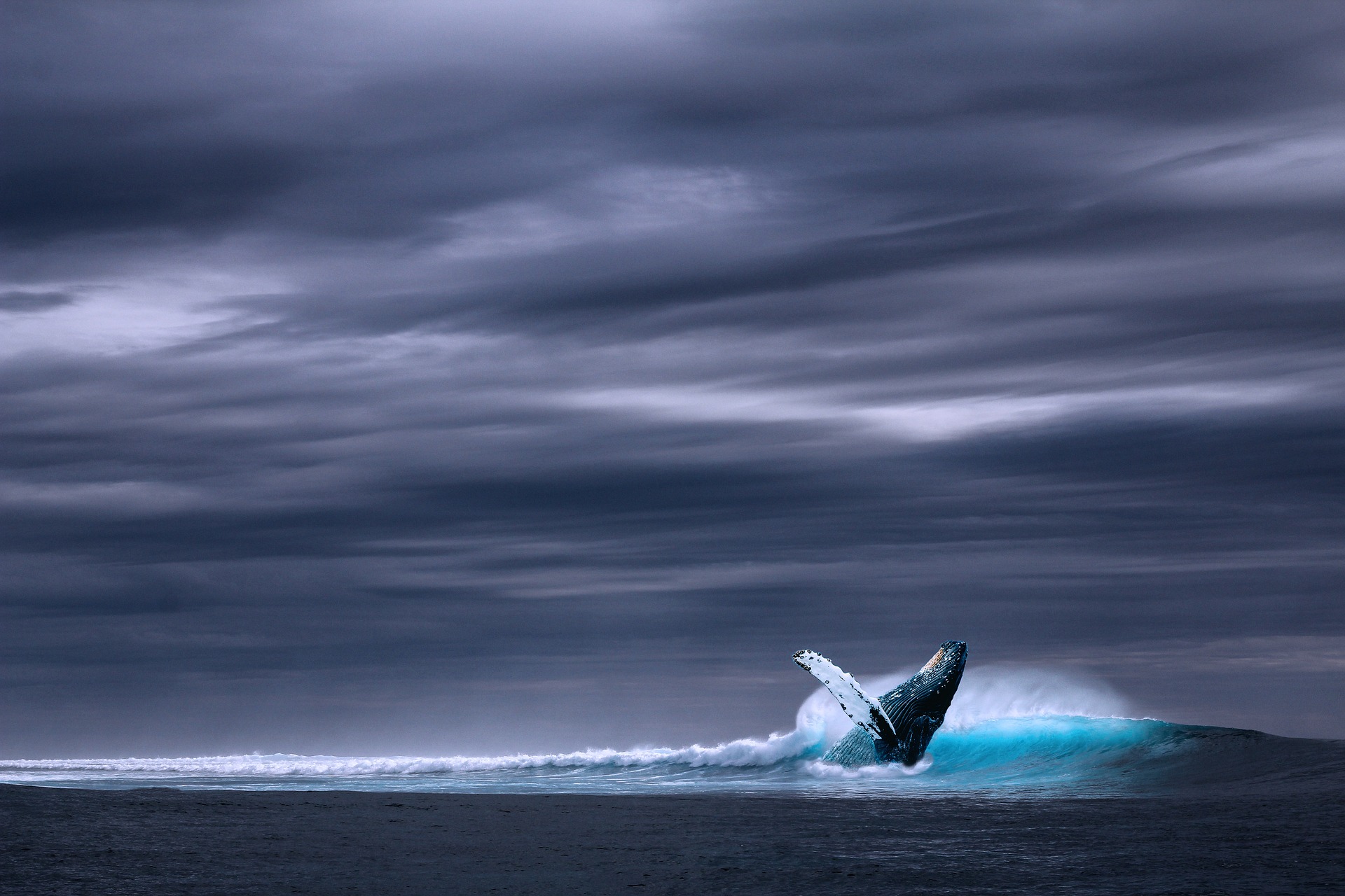 WHALE LOGISTICS JAPAN
